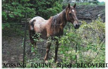 MISSING EQUINE Ripley RECOVERED, Gardendale/Mt Olive, Near Gardendale, AL, 35071